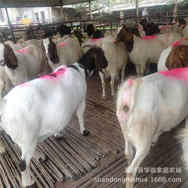 哪有波尔山羊 波尔山羊一胎能下几个 3一5个月波尔山羊图片