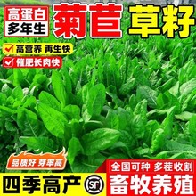 将军大叶菊苣草种籽养殖四季牧草种子羊牛兔鸡鸭鹅猪菜种孑子再生