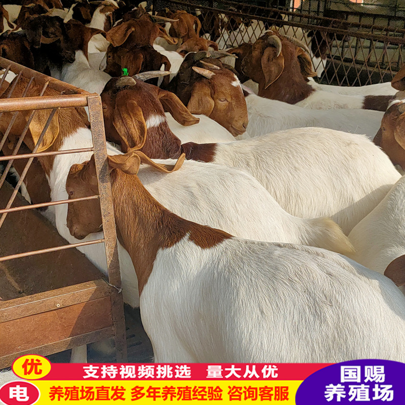 批发 出售波尔山羊母羊 山东波尔山羊羊羔 云南波尔山羊养殖场
