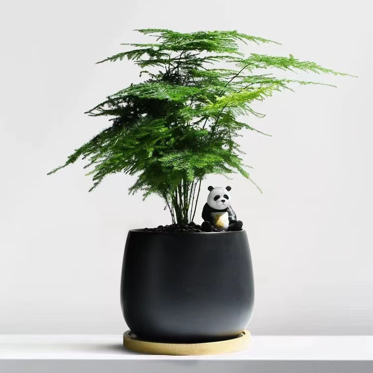 Árbol de la fortuna Planta de interior en maceta Sala de estar Planta verde resistente a la sombra Oficina Flores de escritorio Evergreen Evergreen Evergreen Evergreen Evergreen