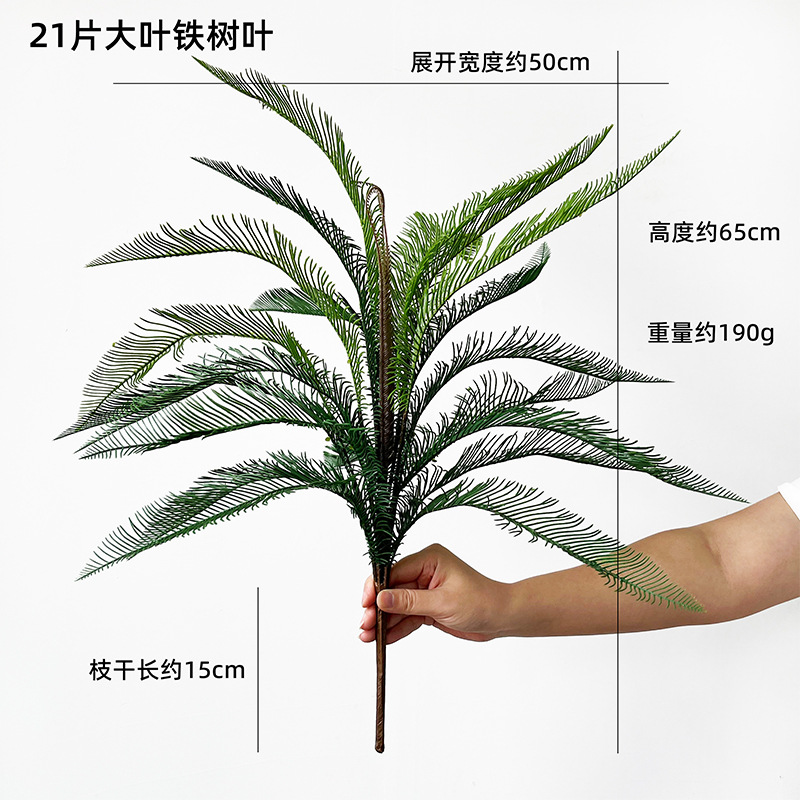 21片大叶铁树叶800