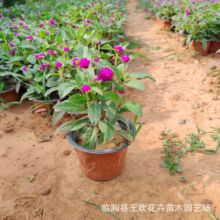 ǧ�ռt ����ͥԺ�̨���� �ļ��͟��׻���L �ݻ��玧�������l