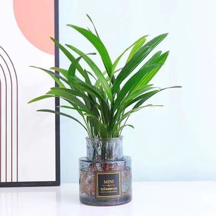 ������ؔ��ˮ��ֲ�ﻨ�������҃ȾGֲ���F��͏d�k����ˮ�B��