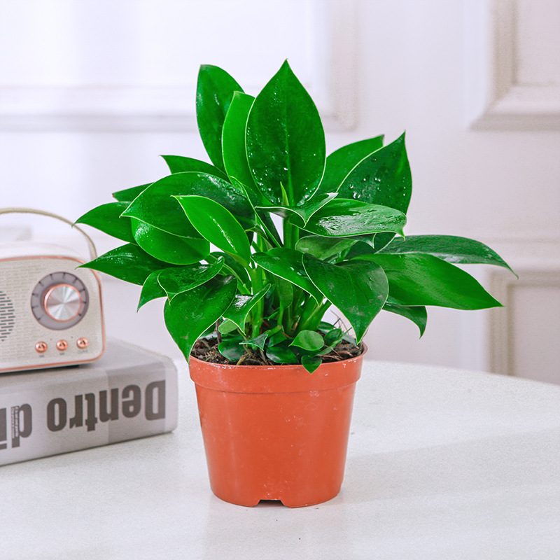 골든 다이아몬드 20cm 3그루(오리지널 흙냄비) + 영양액