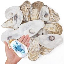 涂鸦生蚝壳工艺品圣诞节装饰DIY手工艺品海贝平面凹面牡蛎壳