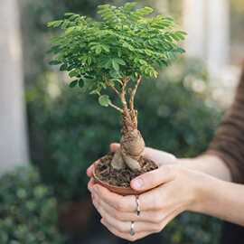 跨境收纳盒阳台多肉花盆植物花卉种子盒盆栽绿植盒种子盒不带种子