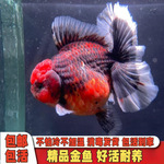 泰狮金鱼观赏鱼狮子头红白色大眼睛好养元宝狮体淡水鱼百褶裙观赏