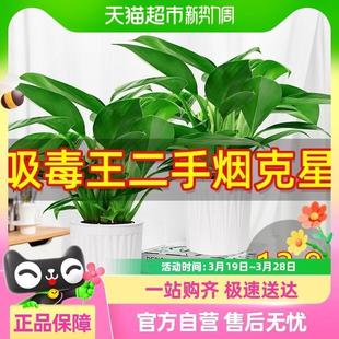 Golden Diamond Potted Green Plants, Indoor Plants, Florals, Hydroponic Green Plants, Office Drug King, Purifying Air and Removing Formaldehyde