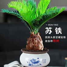 �F���辰�҃Ⱥ��Bֲ����ؔ���Ի����k����ͥԺ�F�����ļ���������