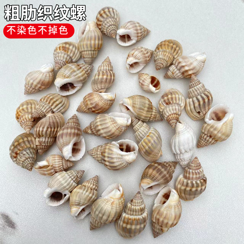 Ribbed conch shell, natural seashell, DIY material for aquarium landscaping and home decoration, replacement shell for hermit crabs.