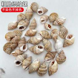 粗肋织纹螺 天然海螺贝壳 鱼缸造景家居装饰diy材料 寄居蟹替换壳