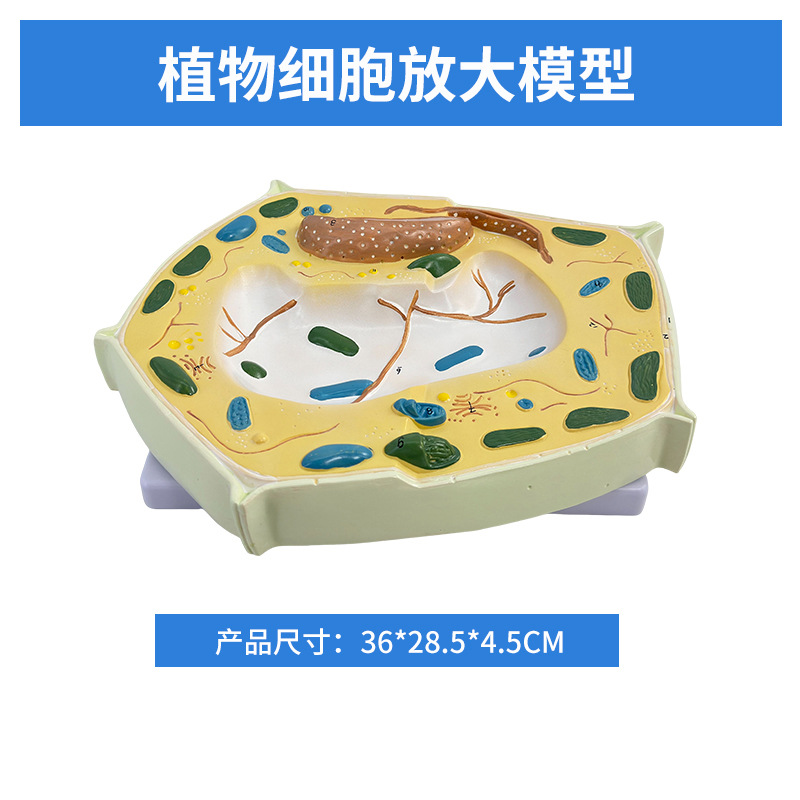 ����ֲ��ϸ��ģ����΢�ṹ����ģ������ϸ��Ĥϸ����ϸ����������