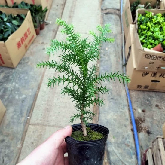 Бонсай из австралийской пихты, пня вечнозеленой сосны, настольный офис, простота обслуживания, миниатюрный пейзаж из пихты Южных морей, комнатное зеленое растение в горшке.