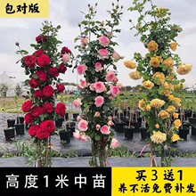 �¼������ش�ͥԺ����õ�廨�����ļ������Nޱ�_������ֲ������