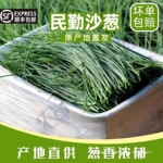 【顺丰包邮】民勤特产新鲜沙葱小葱香葱辛香脆爽美味可口现摘现发