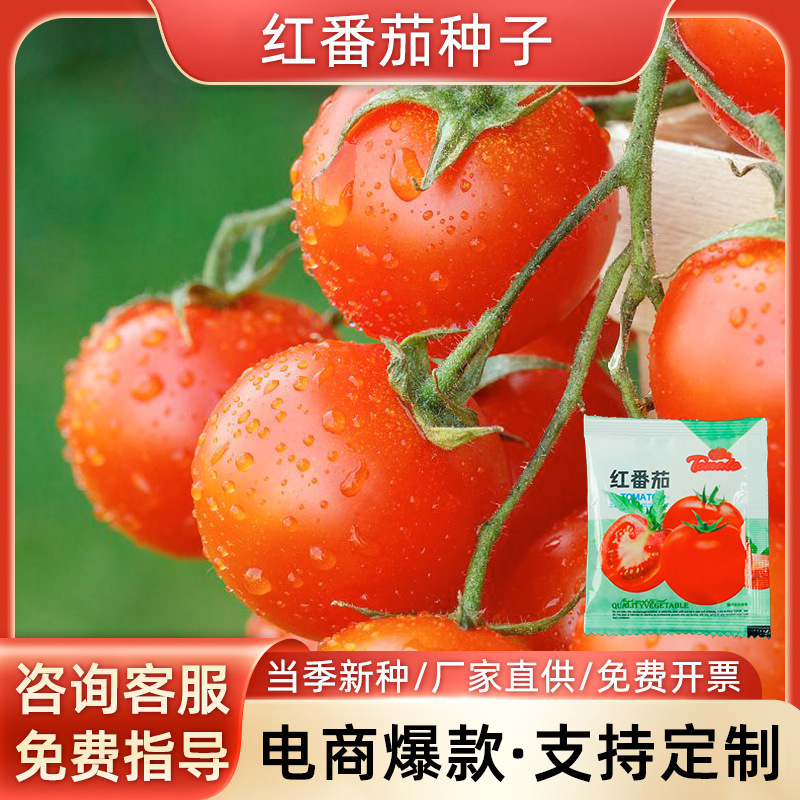 小番茄种子圣女果西红柿盆栽四季开花苗水果阳台爆果易活超甜
