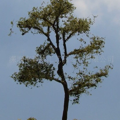 Студенческая модель Учебник Модель поезда Дерево Песочный стол Модель дерева W195