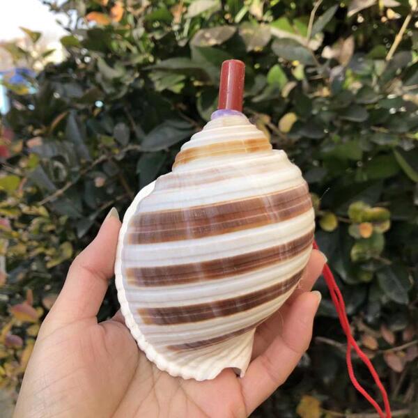 Natural Conch angle can blow the horn mouth