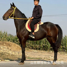 回收骑乘马 活体大小马匹 影视用伊犁马 蒙古马价格 拉车马多少钱