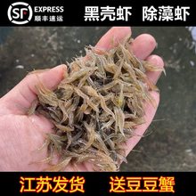 黑壳虾除藻清洁草虾观赏虾淡水虾活体龟饲料虾鲜活鱼缸造景樱花虾