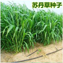 KݷNB~òݷNߵļiţ~ݷN