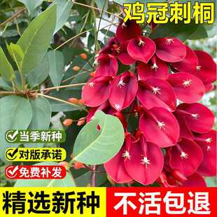 �����²��u�ڴ�ͩ��N���u�ڶ�������ͩ�����t���~��ľС��ľ�N��