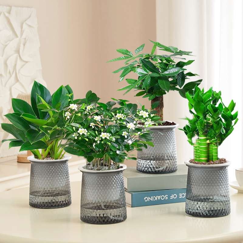 금다이아몬드 + 돈나무 + 구리향 + 연잎대나무(별물받이) + 영양액