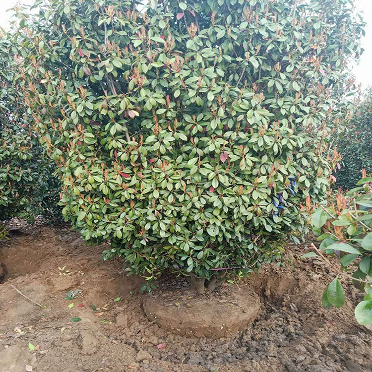 Китайская колонна из красного листа боярышника, саженцы забора, высокая колонна из красного листа боярышника, родной боярышник, саженцы чашки боярышника