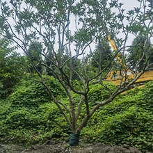 lӘ 12~20ֿx Әľعl