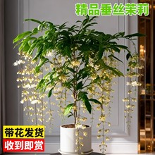 垂丝茉莉盆栽带花苞客厅阳台四季开花垂吊植物茉莉花好养活绿植