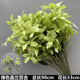 Jialan lily