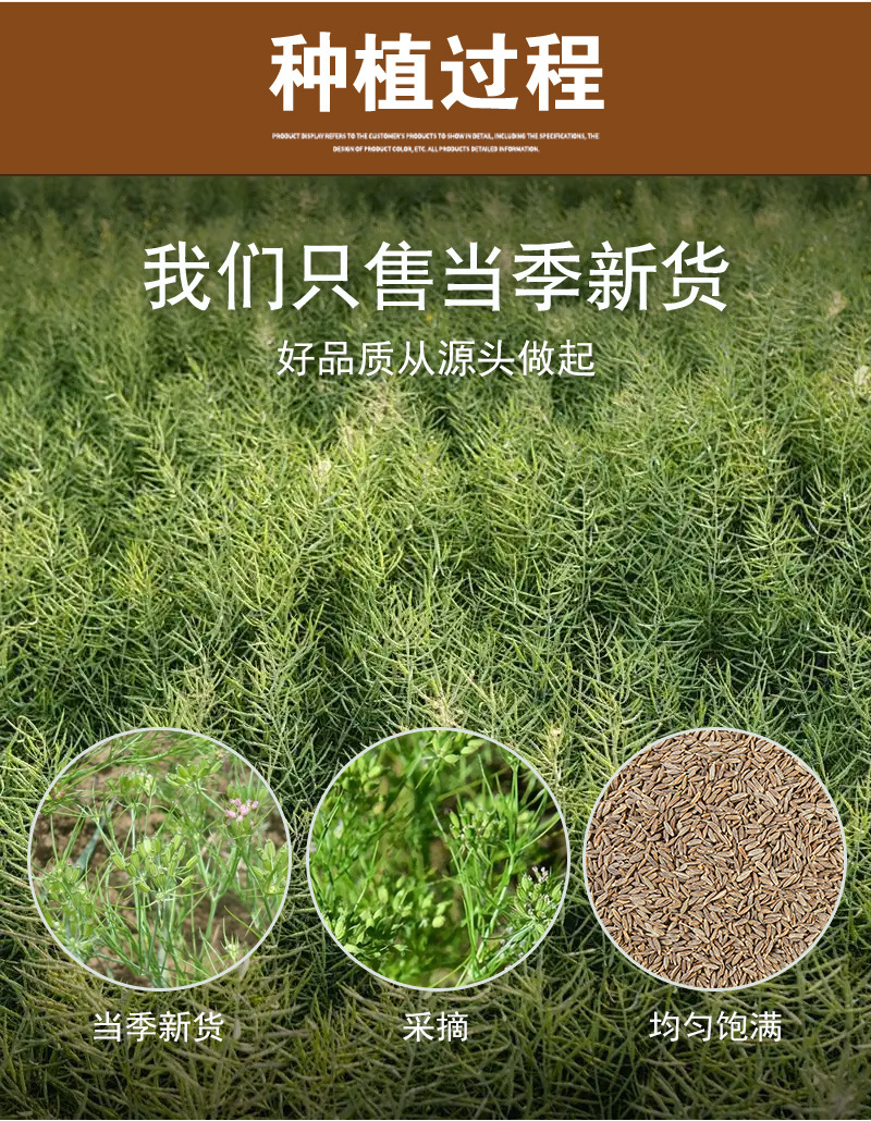 Cumin Seeds (Cuminum cyminum) — Xinjiang Whole Cumin for BBQ & Spice Blends preparation
