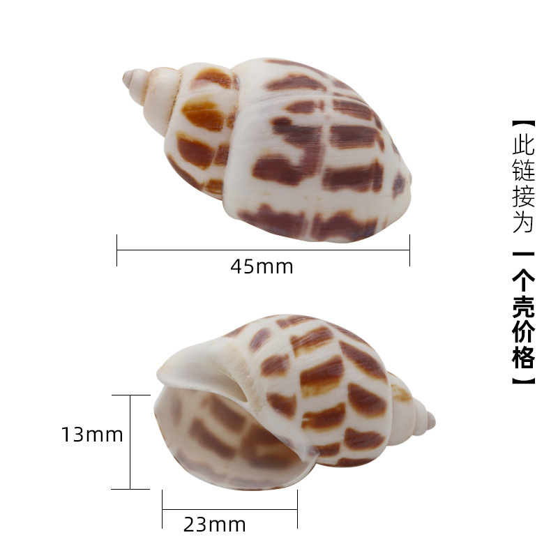 2-3cm 크기의 게에 적합한 갈색 x31 꽃달팽이