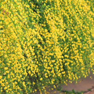 ӭ辰ߗU̽ͥԺԮٴ܈󴺻ֲ