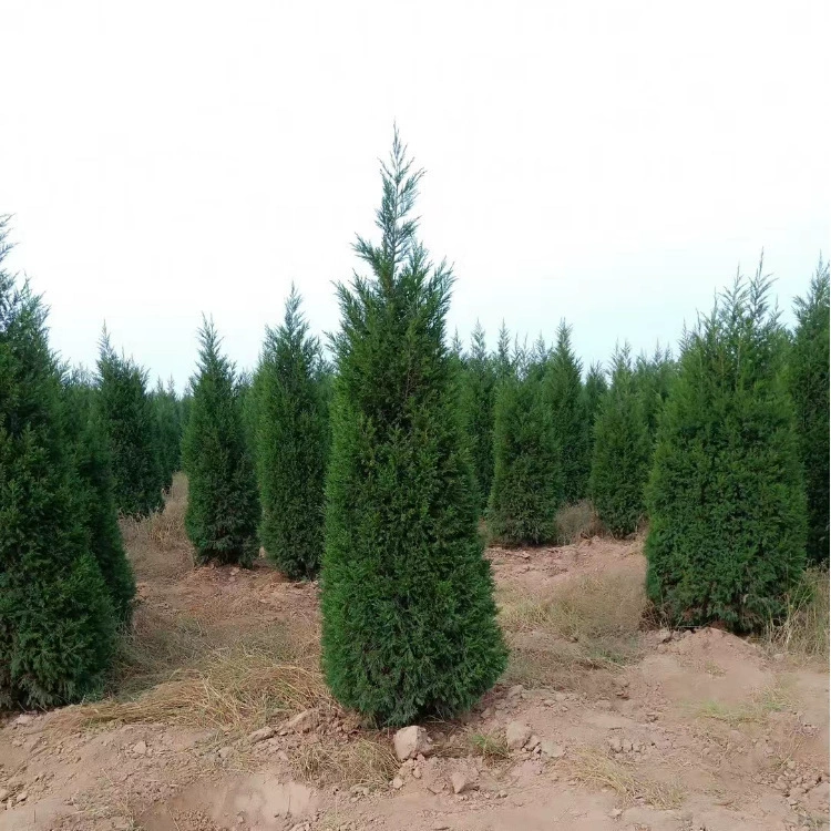 Зеленение саженцев Platycladus, маленькие саженцы Platycladus, привитые всех размеров, инженерные зеленые саженцы, садовое зеленение