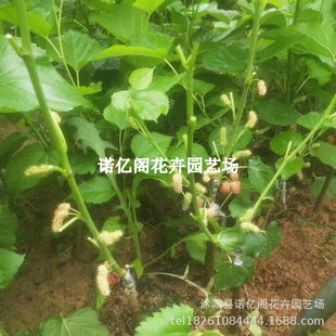 ɣ�ؘ���޽ӟo�Ѵ�ʮ��ɣ�箔��Y���ϱ����Nֲ̨���ļ��L������