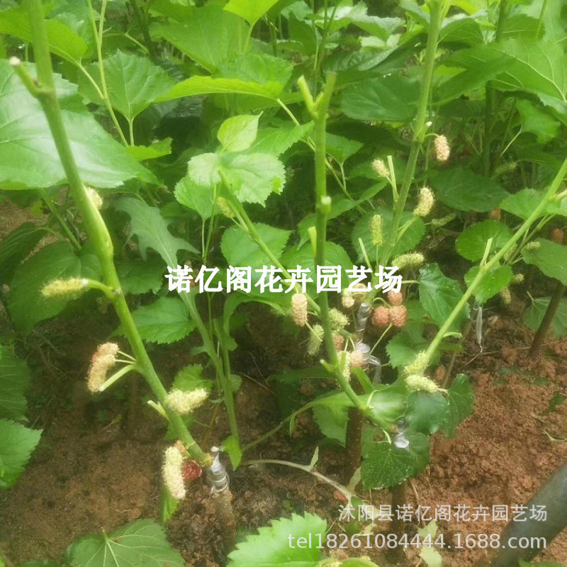 桑葚树苗嫁接无籽大十果桑苗当年结果南北方种植台湾四季长果盆栽