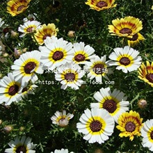 ɢ�b���h�շN�Ӄ��|��݆�ղʺ����ɫ�ջ�ɫ����e�����L���^�G��