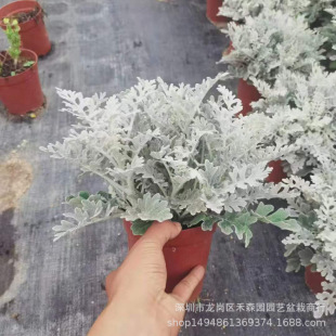 �y�~�����԰��~��С��ѩ�~�ջ����׻�G��ֲ��ͥԺ���@�����^�~��