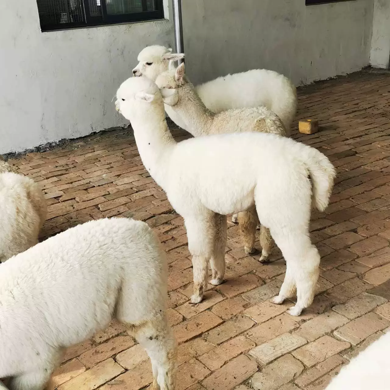 Переработка альпаки, маленькая мини-живая альпака, живописное место, особняк, милый рай для домашних животных, декоративная альпака, живая альпака на продажу в больших количествах