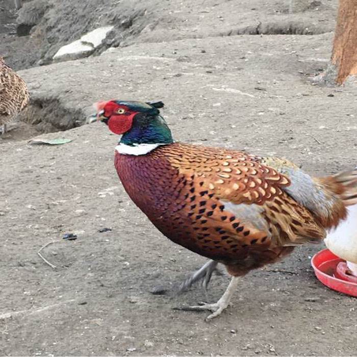 j8g3邮可促销种首饰孵化j8七彩山鸡蛋包小鸡受精新鲜种蛋高山鸡g3