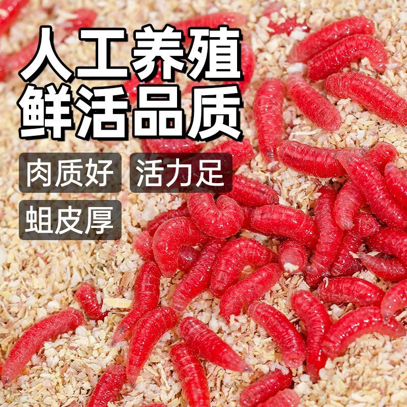 Большая коробка живых красных личинок (мотыли), живой карась, наживка для дикой рыбалки, большие земляные черви и красные черви, оптовая живая наживка — незаменима для ловли в дикой природе