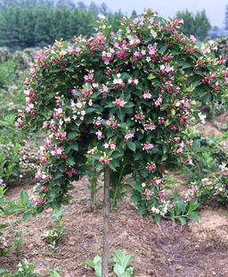 Dropshipping of Colorful Weigela Saplings, Tall Weigela Seedlings, Potted Colorful Weigela Flowers for Courtyard Planting, Cold-Resistant