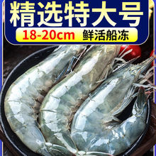 青島大蝦大海蝦新鮮海捕海鮮非基圍蝦鮮活冷凍白蝦對蝦無負擔零食