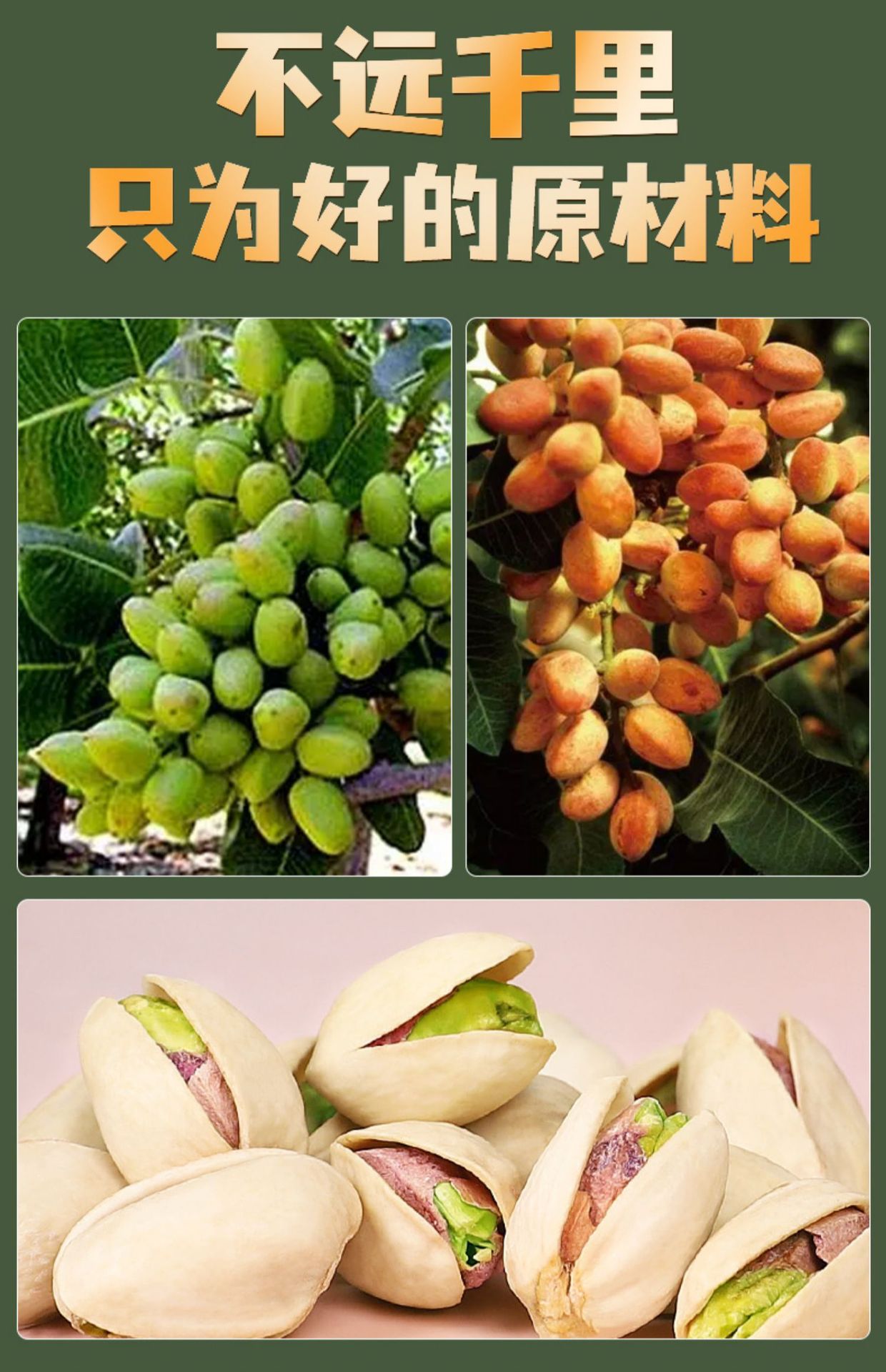 Roasted Pistachios Bulk 2024 New Crop Unsalted Original Flavor 1000g 4 Jars key features