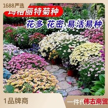 玛格丽特花种籽子孑一年四季播种易活糖果菊小雏菊庭院阳台室内外