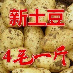 低価格で送料無料の卸売ジャガイモ、皮をむいた白い野菜、白い芯のジャガイモ、農場で栽培された、掘りたての新鮮なジャガイモ