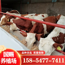 陕西西安农户养殖西门塔尔肉牛日增重3-4斤&好品种鲁西黄牛