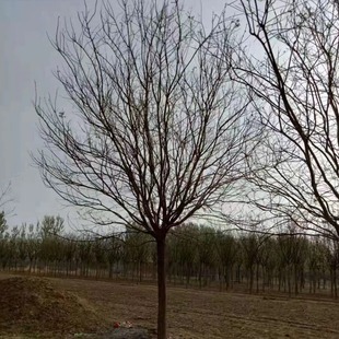 ��������10-35���և����S�𻱽�֦��������G���е������������l