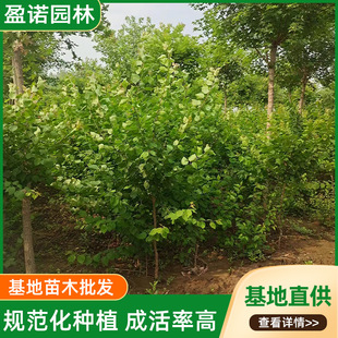 Base Apricot Tree Landscape Tree Landscape Tree Courtyard Community Park Landscaping Plant Walkway Golden Sun Apricot Sapling